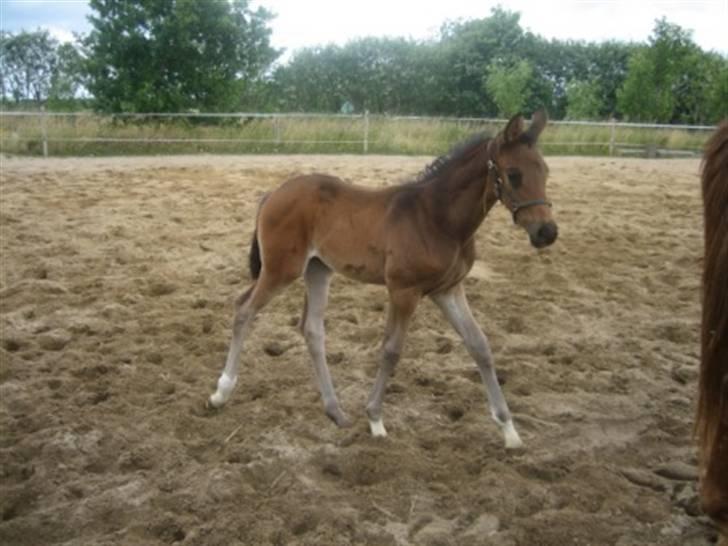 Dansk Varmblod Graversgaards Zena billede 16