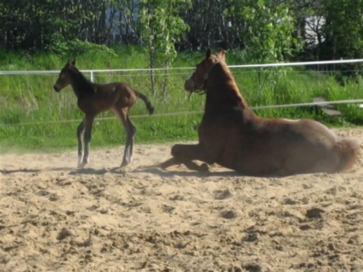 Dansk Varmblod Graversgaards Zena billede 18