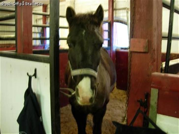 Anden særlig race Push Off billede 9