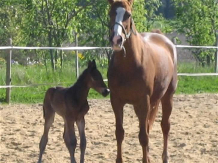 Dansk Varmblod Graversgaards Zena billede 19