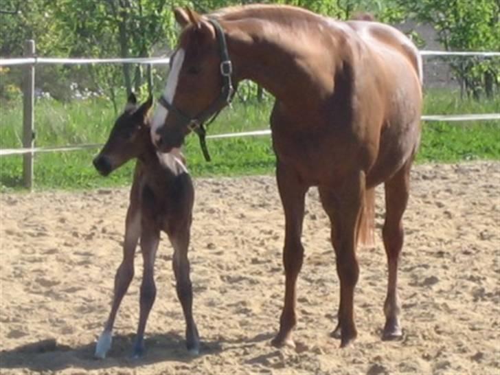 Dansk Varmblod Graversgaards Zena billede 20