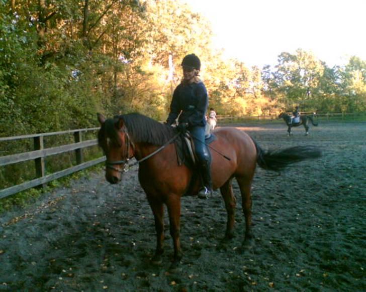 Welsh Partbred (Sec F) Got2Bee billede 9