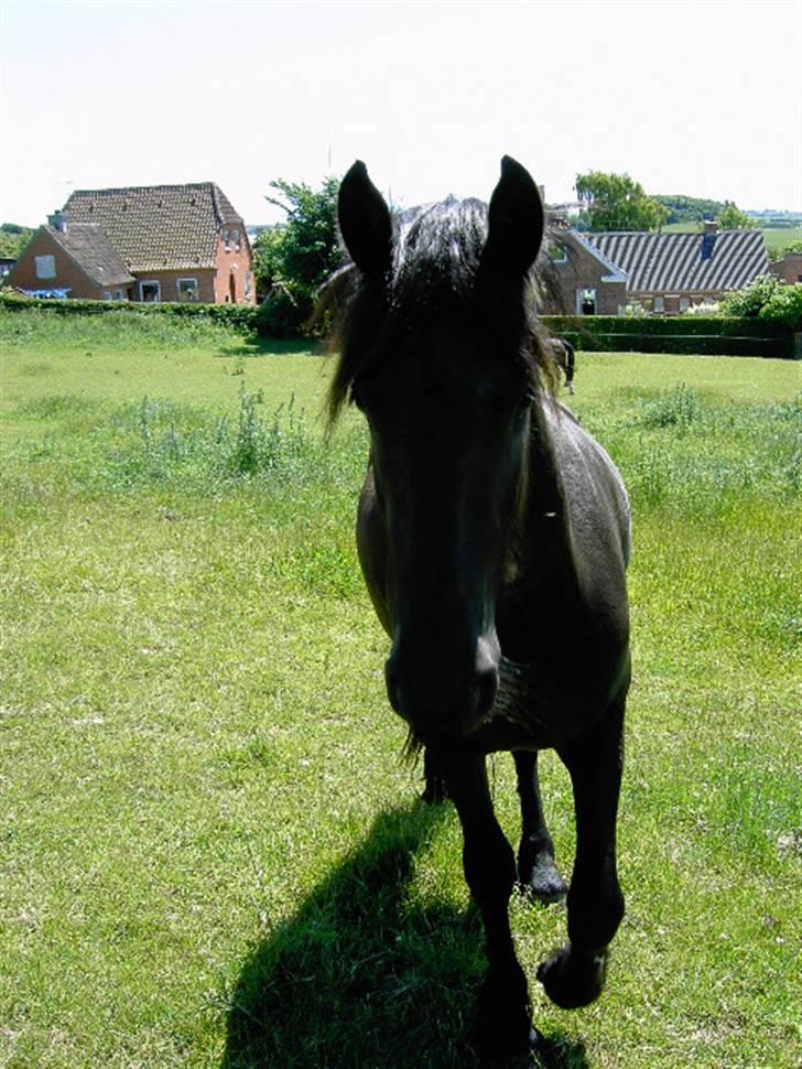 Frieser Lisa Zuidema R.I.P billede 1