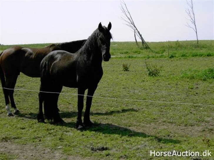 Frieser Lisa Zuidema R.I.P billede 3