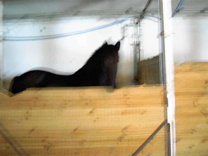 Frieser Lisa Zuidema R.I.P billede 4