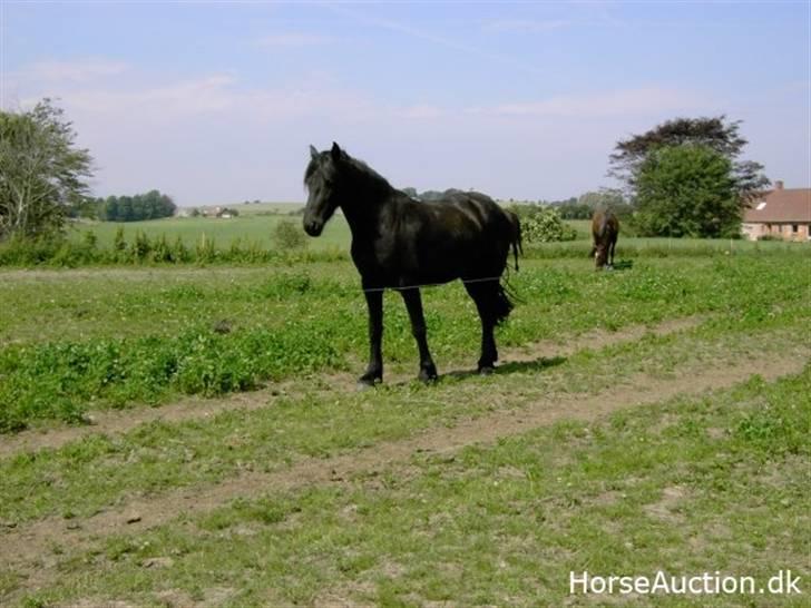 Frieser Lisa Zuidema R.I.P billede 5