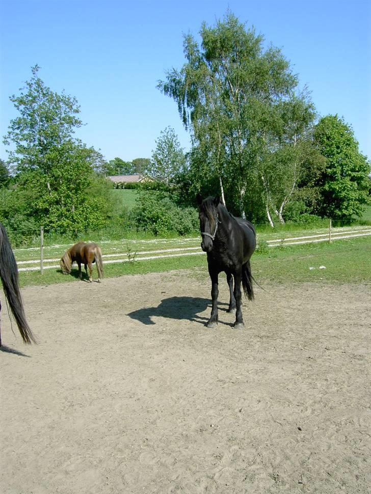 Frieser Lisa Zuidema R.I.P billede 6