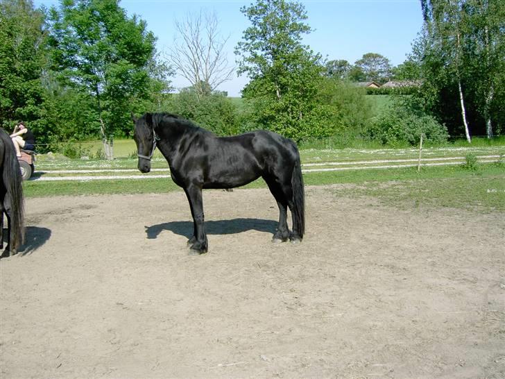 Frieser Lisa Zuidema R.I.P billede 7