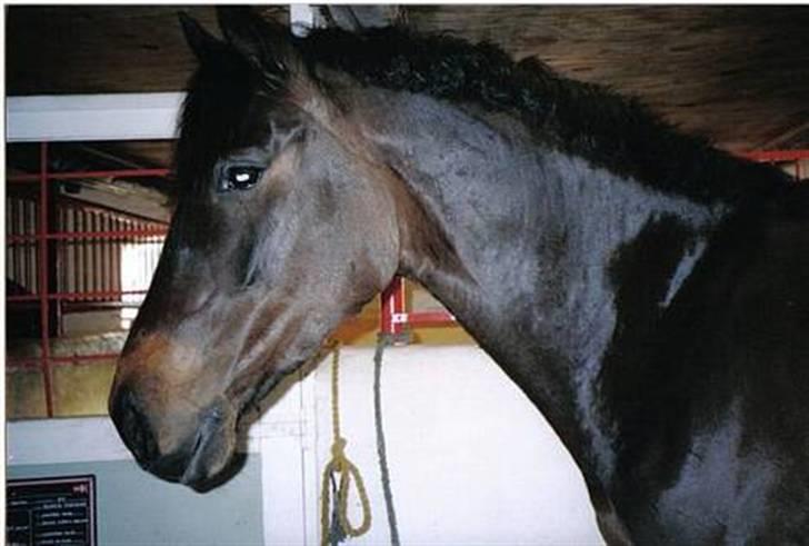 Anden særlig race chick - Se lige mig ;-) billede 1