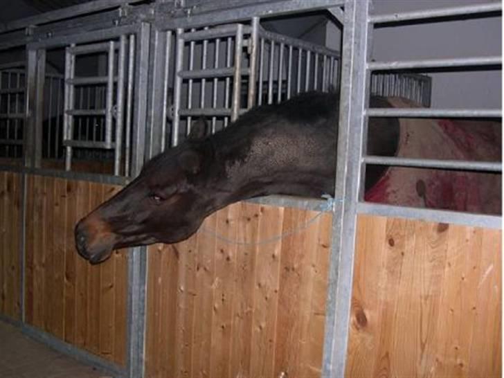 Anden særlig race chick - Strækker lige halsen, mon det kaster noget af sig?!?! Håber jeg da :-) billede 2