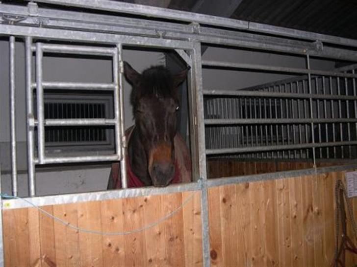 Anden særlig race chick - Kuk, kuk billede 3