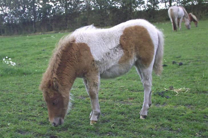 Shetlænder Papaya af Bjørholm - 3-4 måneder... billede 9
