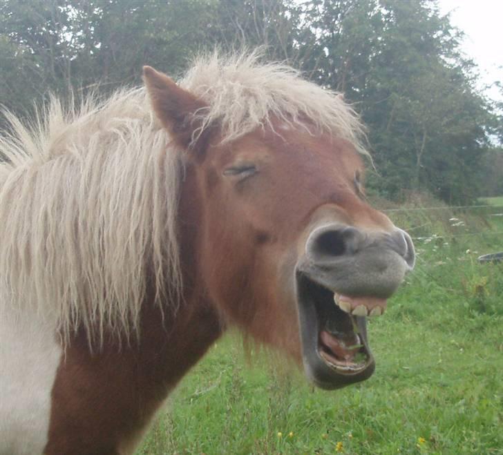 Shetlænder Papaya af Bjørholm - Det er bare så sjovt at være her på HesteGalleri billede 10