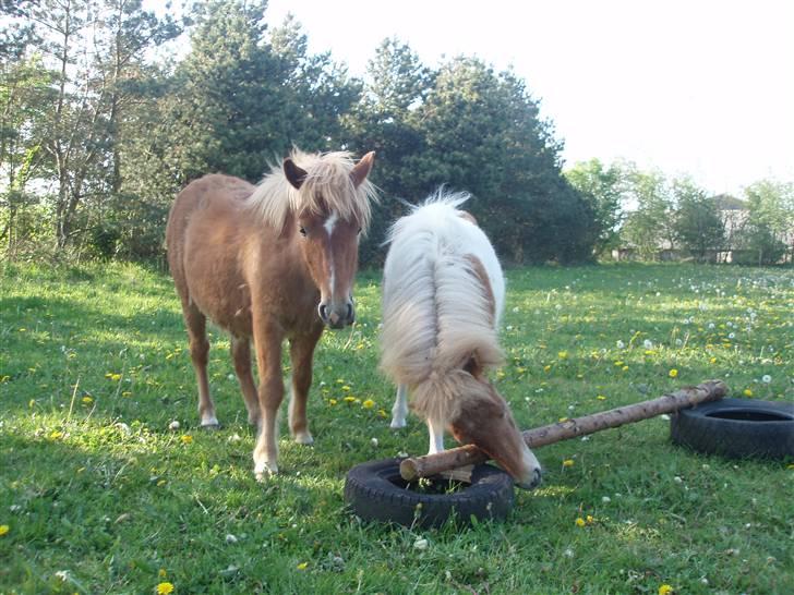 Shetlænder Papaya af Bjørholm - Det her skal man nok ikke gøre på springbanen... billede 11