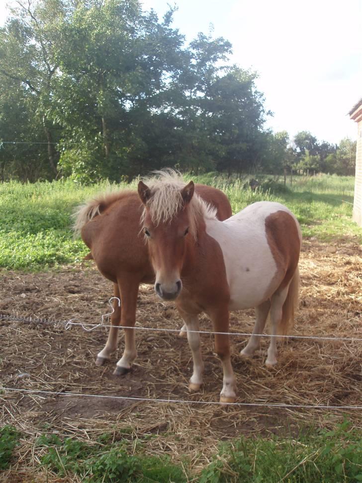 Shetlænder Papaya af Bjørholm - 9/8-08 billede 12