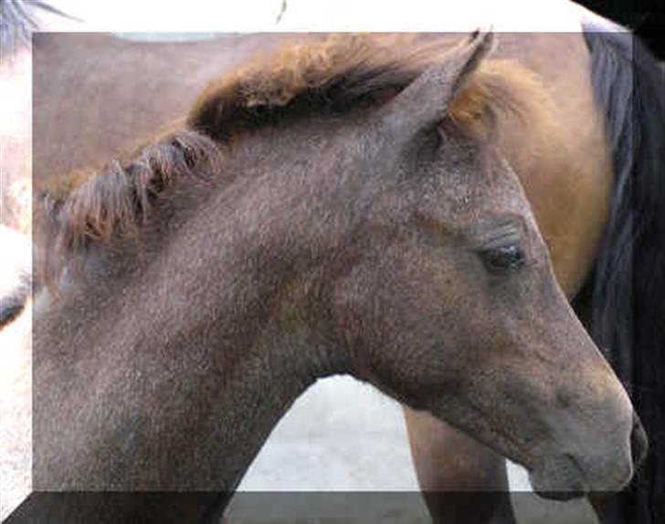 Welsh Pony (sec B) Challenger  billede 3