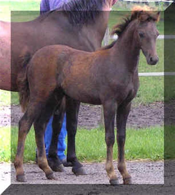 Welsh Pony (sec B) Challenger  billede 4