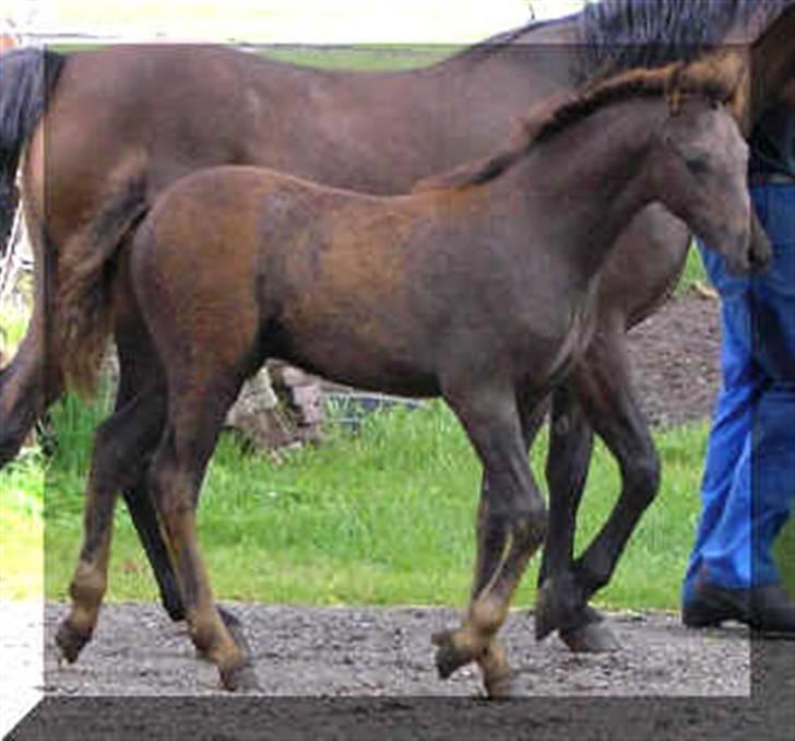 Welsh Pony (sec B) Challenger  billede 5