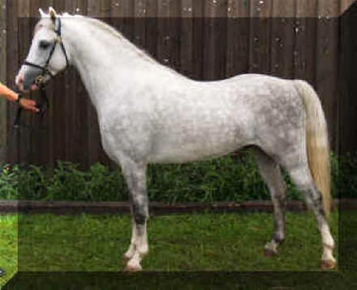 Welsh Pony (sec B) Challenger  - Det er så farmanden (: billede 6