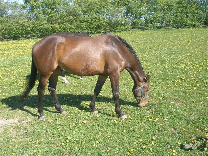 Dansk Varmblod Kastaniegården´s Nivea billede 4