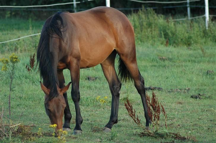 Dansk Varmblod Kastaniegården´s Nivea billede 5