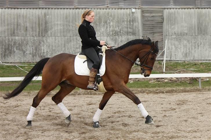 Trakehner MANCHET MONTANA - Solgt - 12 april, et af de sidste billeder af manchet :O( billede 6