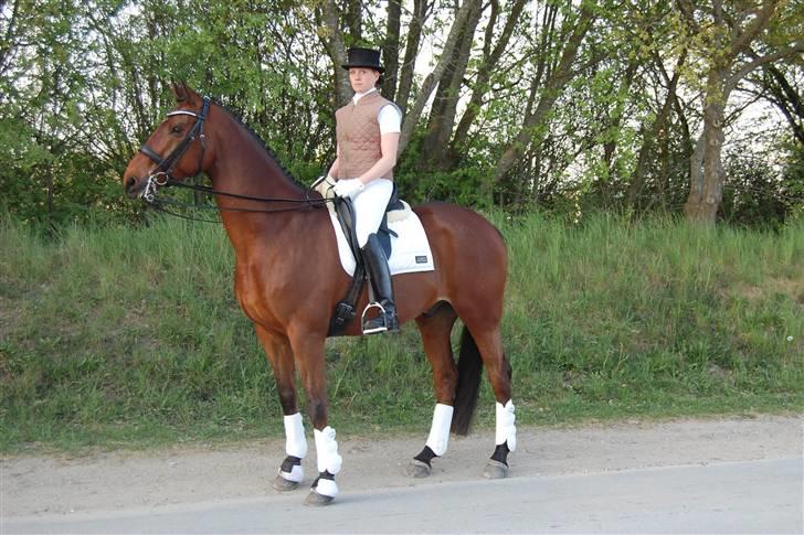 Trakehner MANCHET MONTANA - Solgt billede 10