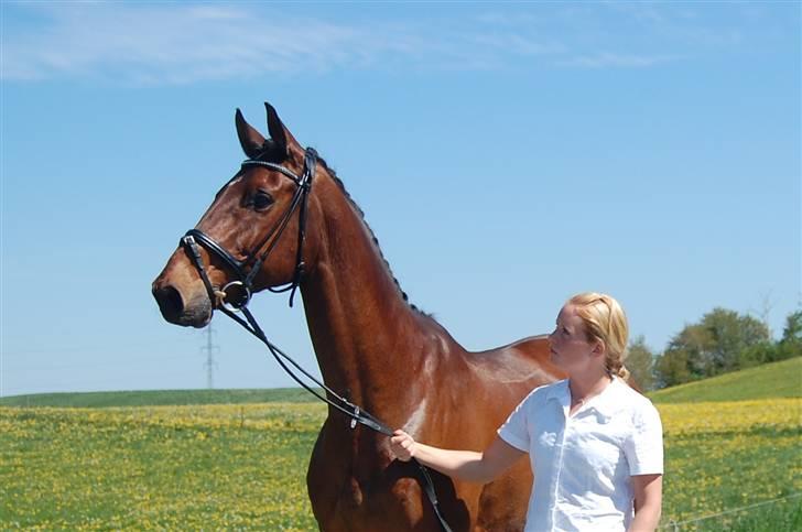 Trakehner MANCHET MONTANA - Solgt billede 11