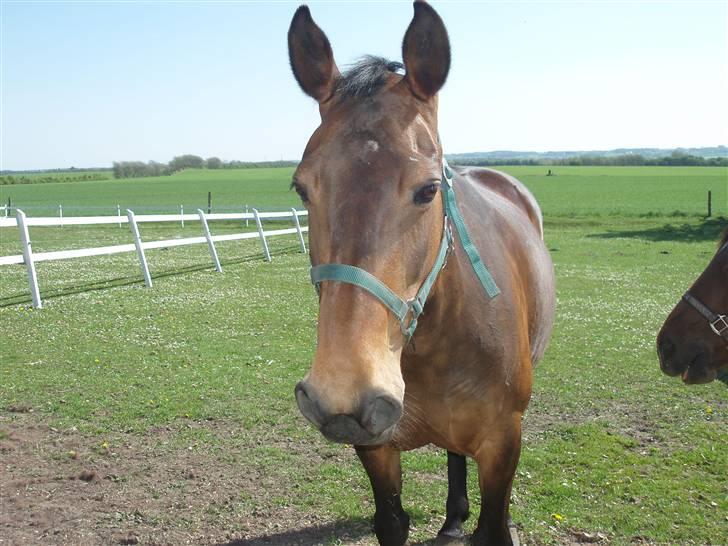 Anden særlig race Kia - Smiil(: billede 8