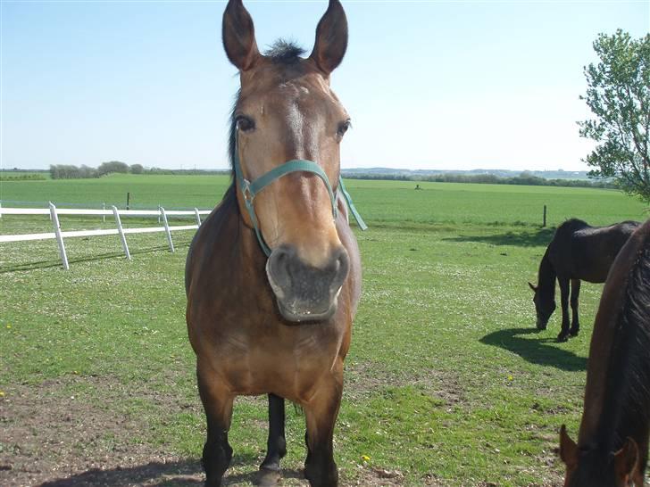 Anden særlig race Kia - Smiil(: billede 9