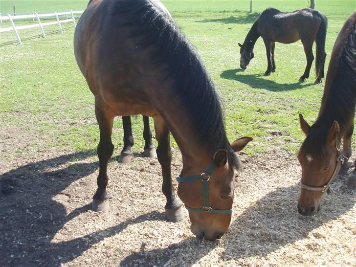 Anden særlig race Kia - Kia og Stubbe spiser. billede 10