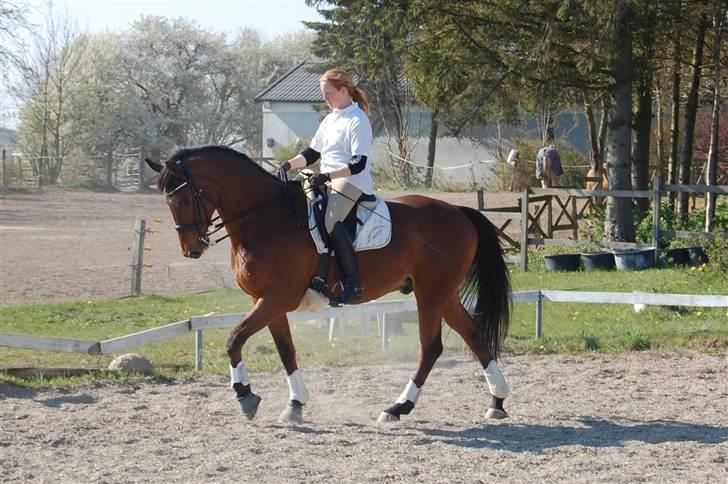 Trakehner MANCHET MONTANA - Solgt billede 14