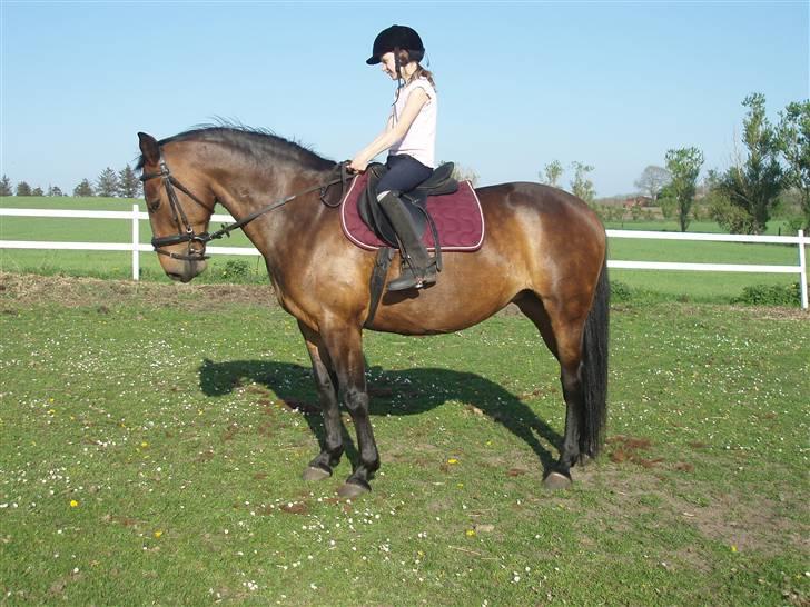 Anden særlig race Kia - Går til biddet billede 13