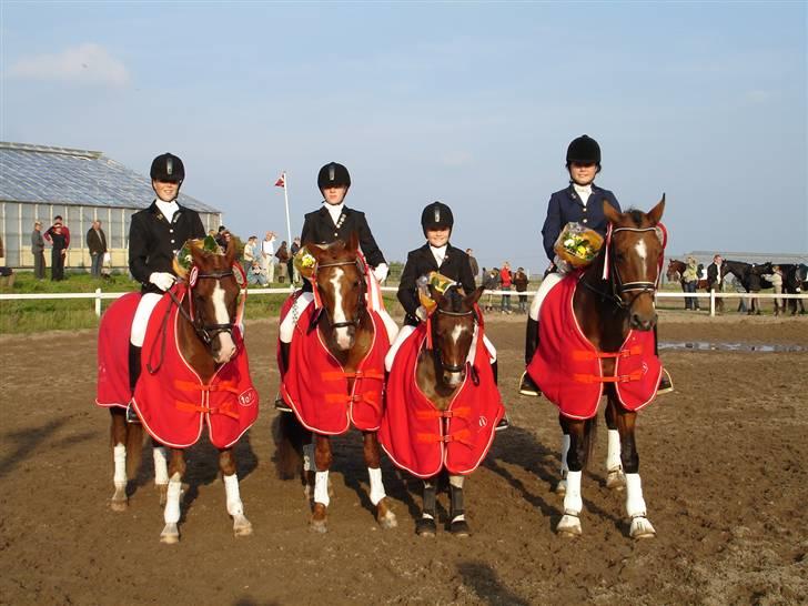 Dansk Varmblod Imagine SOLGT - til fynsmesterskab for hold, set fra venstre, katrine&fandango am - regitse&fantast am - frederikke&spotty - louise&imagine billede 2