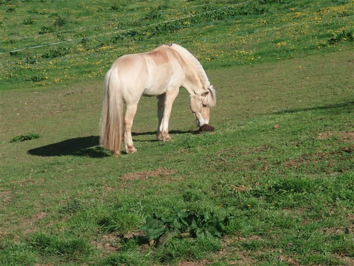 Fjordhest Vængets Toker - SOLGT - 9 maj 2008 - lidt af hans hingste adfærd, lugte til AAALLE lortene på folden billede 13