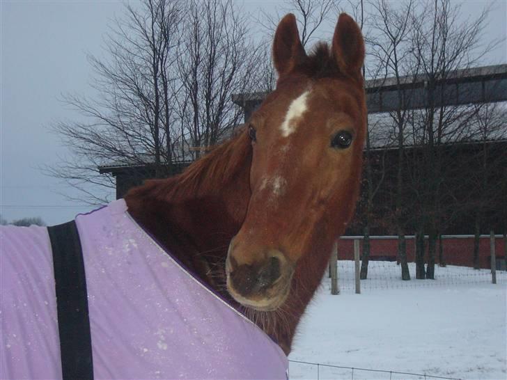 Traver Nuggi Weissmann *R.I.P.* - Er han ikke smuk? billede 1