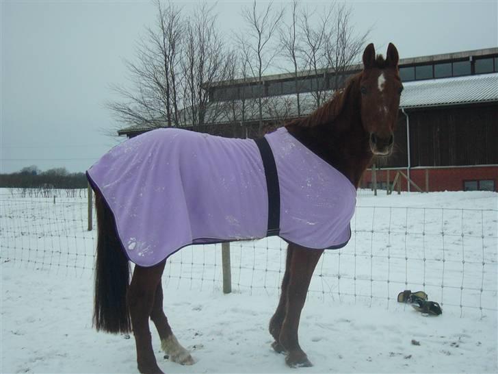 Traver Nuggi Weissmann *R.I.P.* billede 7