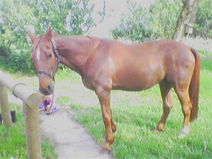 Traver Nuggi Weissmann *R.I.P.* - hos den nye familie billede 10