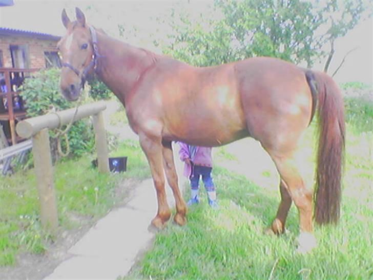 Traver Nuggi Weissmann *R.I.P.* billede 11