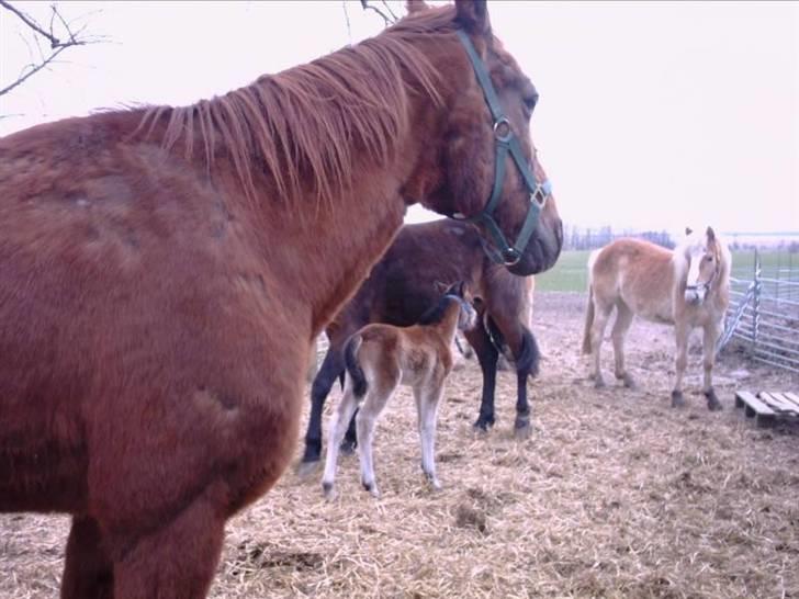 Traver Nuggi Weissmann *R.I.P.* - sådan så han ud da jeg fik ham, billedet er taget der hvor han stod før.. billede 14