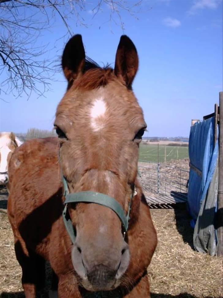 Traver Nuggi Weissmann *R.I.P.* - vi kunne da ikke stå for det dejlige udtryk han havde.. er han ikke dejlig billede 15