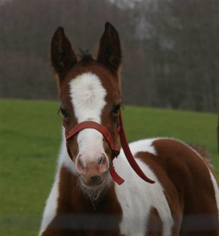 Paint Miss Kutie Bar (Tøsen) billede 1
