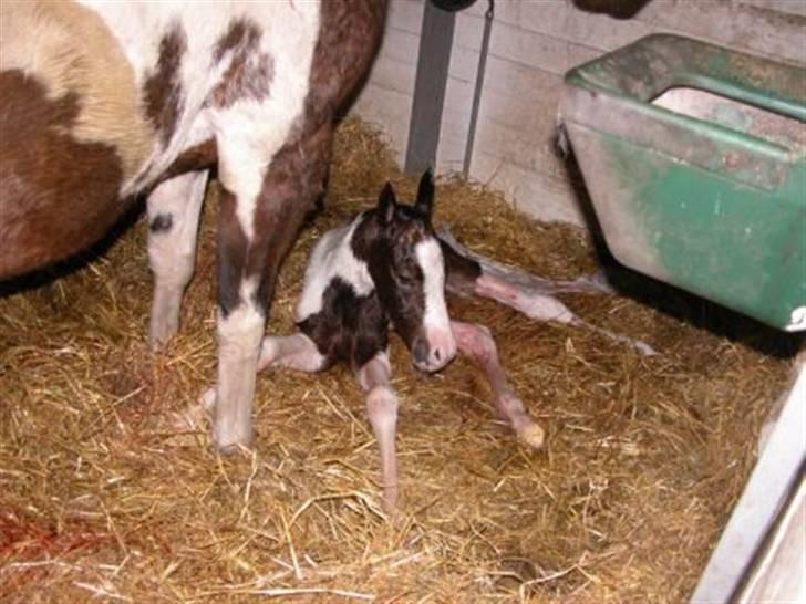 Paint Miss Kutie Bar (Tøsen) - kun 5 min gammel billede 2