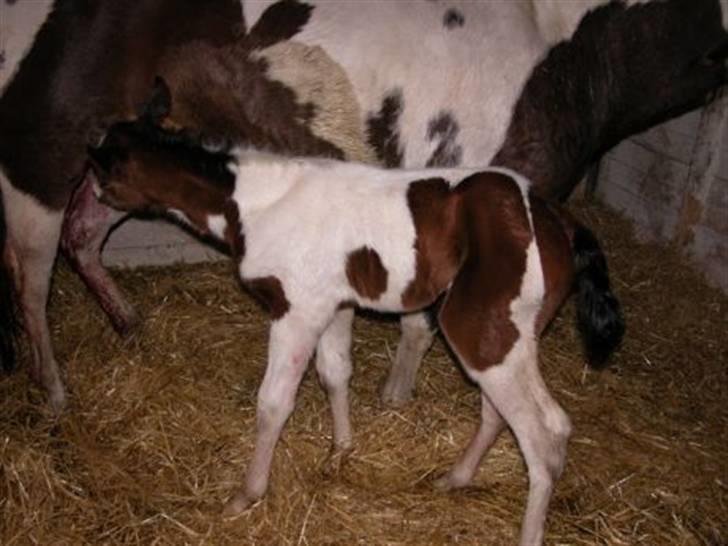 Paint Miss Kutie Bar (Tøsen) - første gang vi står op billede 3