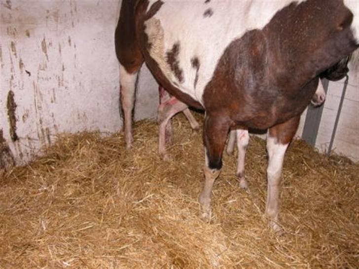 Paint Miss Kutie Bar (Tøsen) billede 4