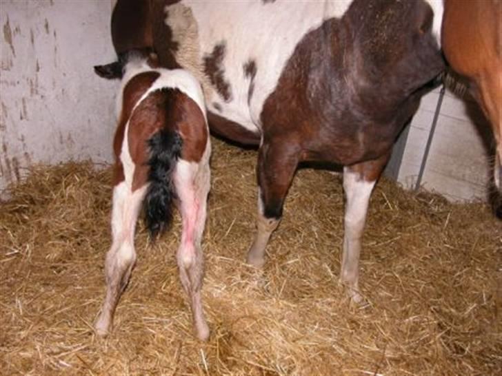 Paint Miss Kutie Bar (Tøsen) billede 5