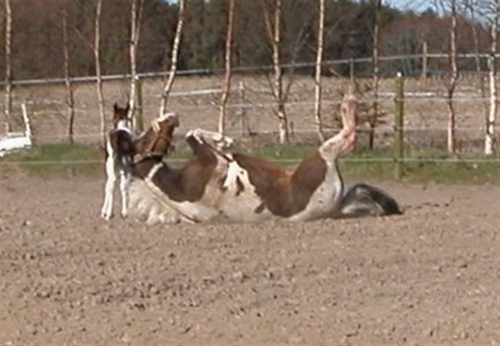 Paint Miss Kutie Bar (Tøsen) billede 6