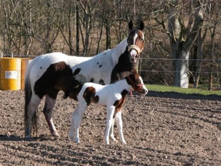Paint Miss Kutie Bar (Tøsen) - første gang ude billede 7