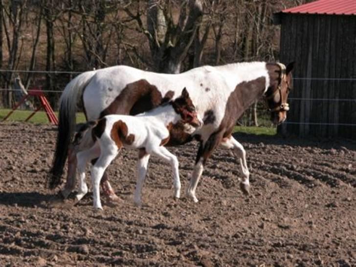 Paint Miss Kutie Bar (Tøsen) billede 8