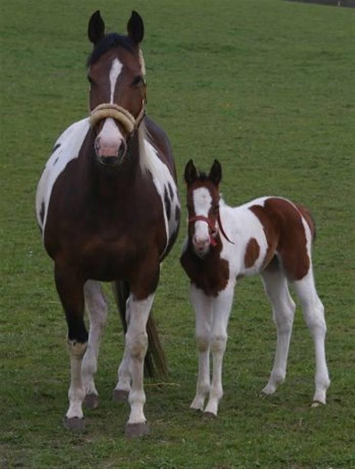 Paint Miss Kutie Bar (Tøsen) - også er vi på græs billede 9